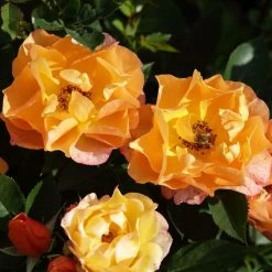 'Palace Fleur' Patio Shrub Rose -Roots Plants 01 086 Fleur PALACE mit Biene