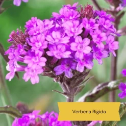 Top Tall Perennials | Plants For Height And Structure -Roots Plants 10 1d634c01 3471 4932 823e f7753098c26b