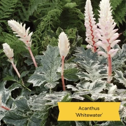 Best Ground Cover Plants | A Carpet Of Flowers 24 Best Ground Cover Plants | A Carpet Of Flowers -Roots Plants 10 837755c8 afe5 4c31 bbd4 99fa79b99573