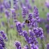 English Lavender | Lavandula Angustifolia 1 English Lavender | Lavandula Angustifolia -Roots Plants 11 38cc4794 12fe 44f2 9831 872aa3181351