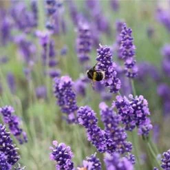 English Lavender | Lavandula Angustifolia