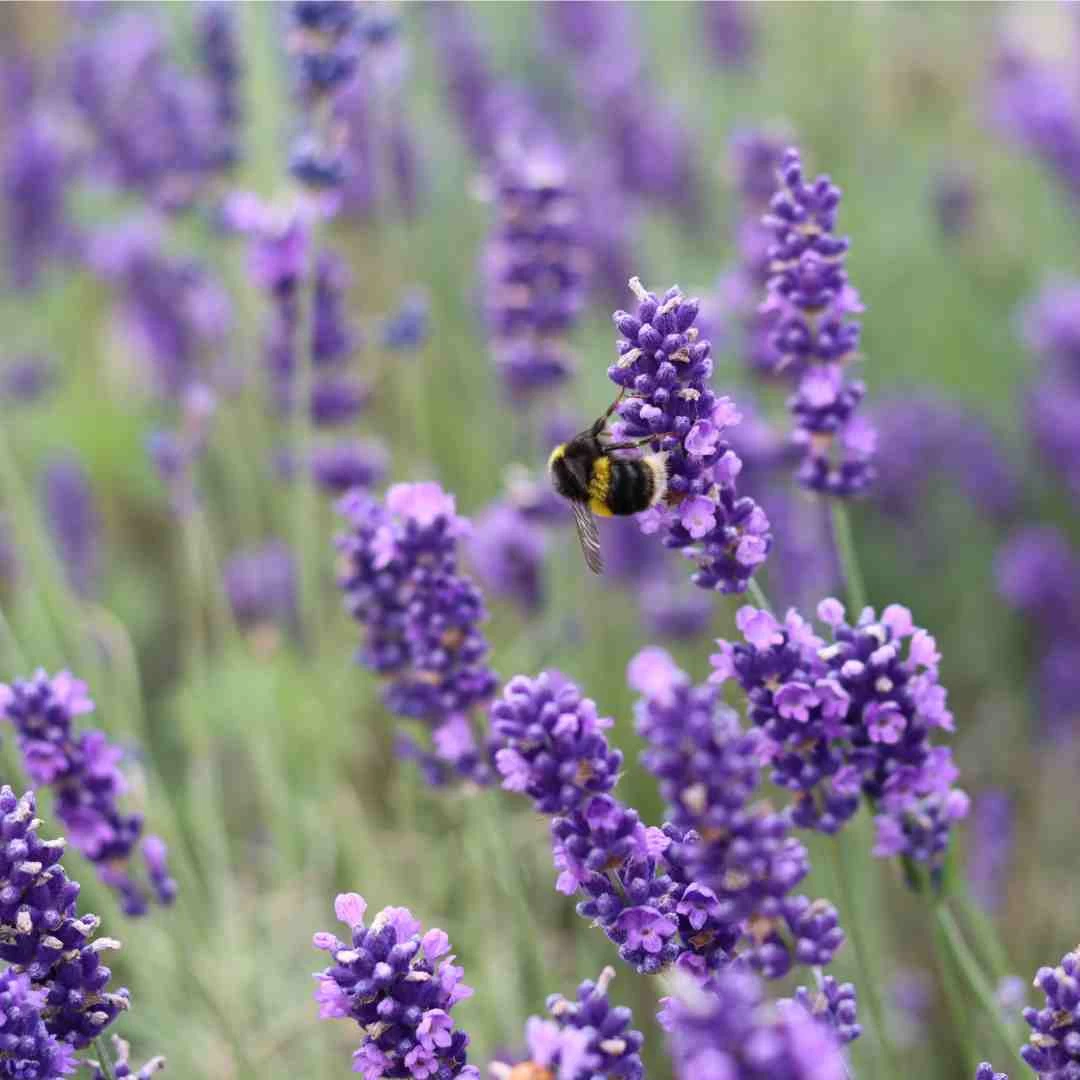 English Lavender | Lavandula Angustifolia 3 English Lavender | Lavandula Angustifolia