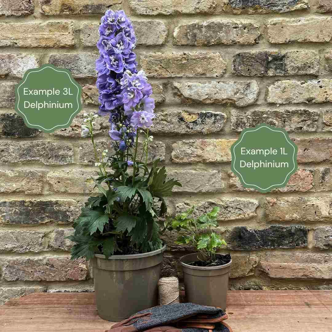 Delphinium 'Delgenius Breezin' 4 Delphinium 'Delgenius Breezin' - Image 2