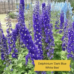 Top Tall Perennials | Plants For Height And Structure -Roots Plants 1 1f2c63ee 664d 43ad b58a 412f92c2ecda