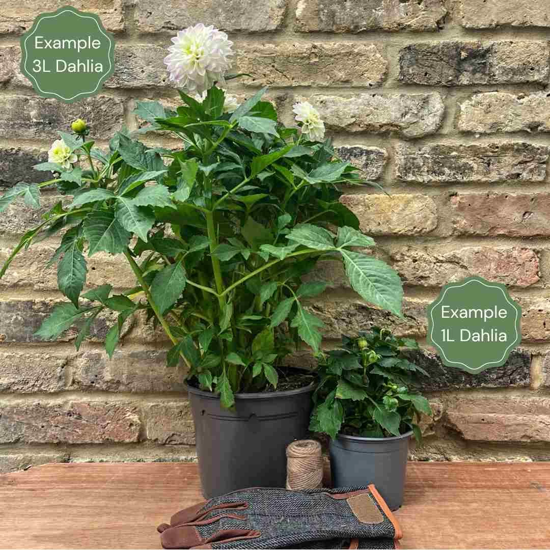 Dahlia 'Caproz Josephine' 4 Dahlia 'Caproz Josephine' - Image 2