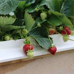 Cambridge Favourite Strawberry Plants -Roots Plants 24