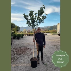 Japanese Cherry Blossom Tree | Prunus Serrulata 'Kanzan' 20 Japanese Cherry Blossom Tree | Prunus Serrulata 'Kanzan' -Roots Plants 2 1 6b1fb918 9b42 4305 a998 86778440f682