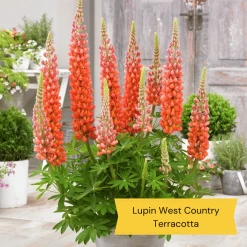 West Country Lupin Collection -Roots Plants 2 c7459a82 e545 4484 b041 2d58fa4b796f