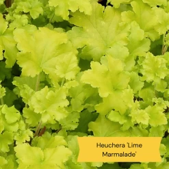 Sensory Garden Plants | Tactile, Bright & Fragrant -Roots Plants 2 e0bca582 5e28 4af5 9778 57cb26999684