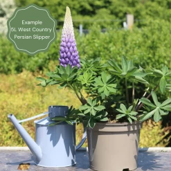 Lupin West Country Persian Slipper -Roots Plants 32