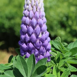Lupin West Country Persian Slipper -Roots Plants 33