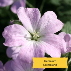Best Ground Cover Plants | A Carpet Of Flowers 17 Best Ground Cover Plants | A Carpet Of Flowers -Roots Plants 3 10def73d 87a7 4423 aad3 fdf5c33f6c0a
