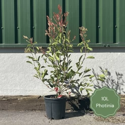 Photinia 'Red Robin' -Roots Plants 3 b7201c58 b4ae 4adc b36d 73d905e78876