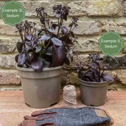 Sedum 'Sunsparkler Lime Zinger' -Roots Plants 3 bd97e1b8 c0f0 45e7 9db1 c78957035d07