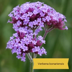 Best Tall Flowers | Perennials For Colour And Height -Roots Plants 3 d0d2a7b5 418d 4a62 9dc1 c70de579fdba