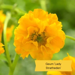 Geums Are Forever Collection -Roots Plants 3 dac91ab4 64d4 42a2 89e6 7b04f8f6d937