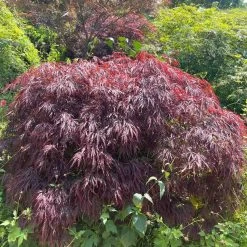 Red Weeping Japanese Maple Tree | Acer Palmatum 'Garnet' -Roots Plants 40