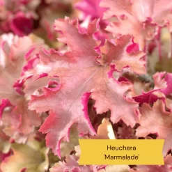 The All Year Round Heuchera Collection -Roots Plants 4 b61acf56 aa11 4ab4 85c2 3da2b41a4837
