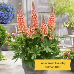 West Country Lupin Collection -Roots Plants 4 cda8f4cd ed82 45a5 8fce 044d9f10f429