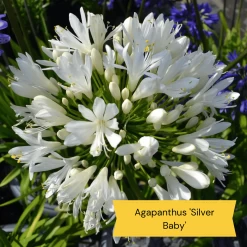 Top Tall Perennials | Plants For Height And Structure -Roots Plants 5 485e8806 0f1c 43a6 ba75 0fe8eeab04b9