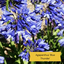 Best Tall Flowers | Perennials For Colour And Height -Roots Plants 5 50a31002 fa3d 4f1e b06a 9949cecaa955