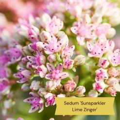 Sensory Garden Plants | Tactile, Bright & Fragrant -Roots Plants 5 66366143 50fb 4375 be7b 6ac9a302c8e8