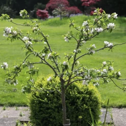 'Discovery' Semi-Dwarf Apple Tree -Roots Plants 6 4ad16f60 ffe1 4e89 9a19 19754bd35370