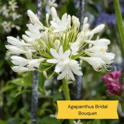 Best Tall Flowers | Perennials For Colour And Height -Roots Plants 6 c2c77175 3aa4 49a5 8066 b570c77636e2