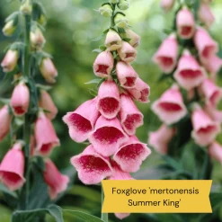 Best Tall Flowers | Perennials For Colour And Height -Roots Plants 8 15a7472e ebb1 4d61 b921 20fc084db2ad