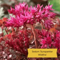 Best Ground Cover Plants | A Carpet Of Flowers 22 Best Ground Cover Plants | A Carpet Of Flowers -Roots Plants 8 d9d06a2e 4429 4d67 a453 d8bf6136edae