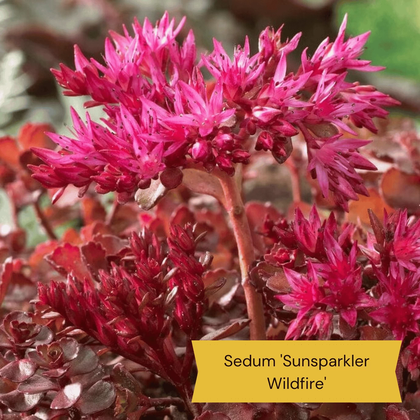 Best Ground Cover Plants | A Carpet Of Flowers 11 Best Ground Cover Plants | A Carpet Of Flowers - Image 9