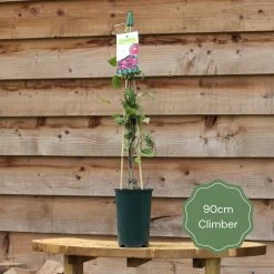 'Rosa Banksiae 'Alba Plena' | Rambling Rose -Roots Plants 90cm Climber 15c2fa12 312b 437e 82bf 3eefc893bb7a