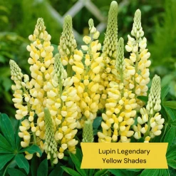 Top Tall Perennials | Plants For Height And Structure -Roots Plants 9 27d1ab8e d7f5 47e6 964e 1b936bd94d27