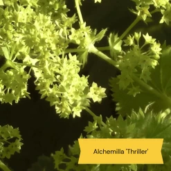 Best Ground Cover Plants | A Carpet Of Flowers 23 Best Ground Cover Plants | A Carpet Of Flowers -Roots Plants 9 8dafed11 8be0 4fd6 9703 440d32544ae9