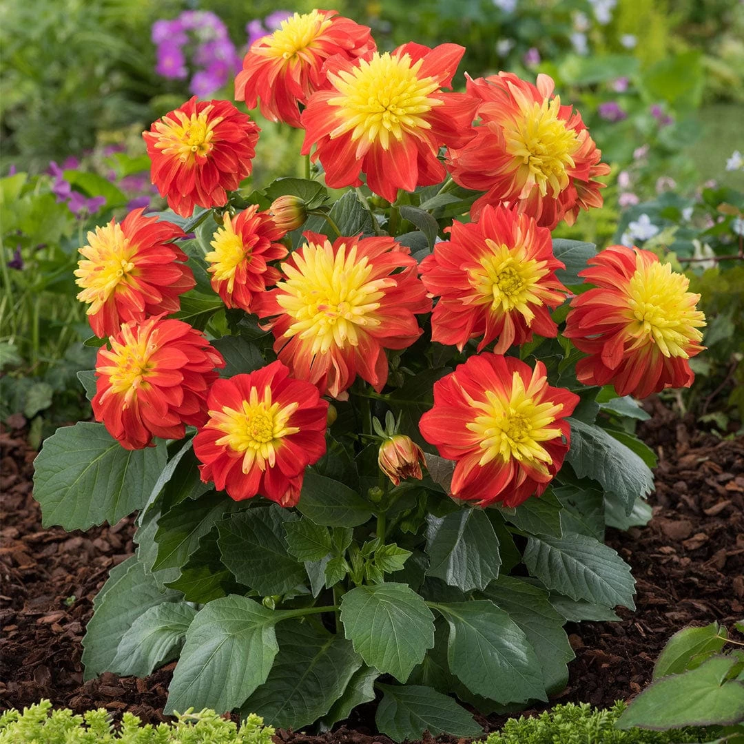 12 Annuals For Pots | The Waterloo Sunset Collection | Petunia, Dahlia & Begonia 7 12 Annuals For Pots | The Waterloo Sunset Collection | Petunia, Dahlia & Begonia - Image 5