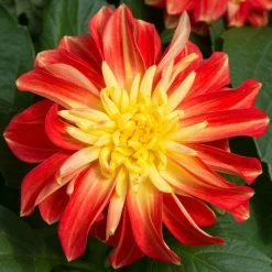 12 Annuals For Pots | The Waterloo Sunset Collection | Petunia, Dahlia & Begonia 12 12 Annuals For Pots | The Waterloo Sunset Collection | Petunia, Dahlia & Begonia -Roots Plants AB0024 2 a8038d7c d177 4938 afd5 9349fecdd701