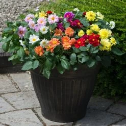 40 Mixed Dahlia 'Figaro' Plug Plants -Roots Plants AB0101 1
