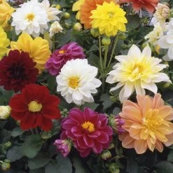 40 Mixed Dahlia 'Figaro' Plug Plants -Roots Plants AB0101 3