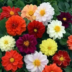 40 Mixed Dahlia 'Figaro' Plug Plants -Roots Plants AB0101 4
