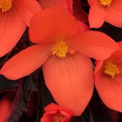 12 Annuals For Pots | The Waterloo Sunset Collection | Petunia, Dahlia & Begonia 14 12 Annuals For Pots | The Waterloo Sunset Collection | Petunia, Dahlia & Begonia -Roots Plants AB0109 6 81c7ee0f 866b 4002 a2a7 e017471f5e7f