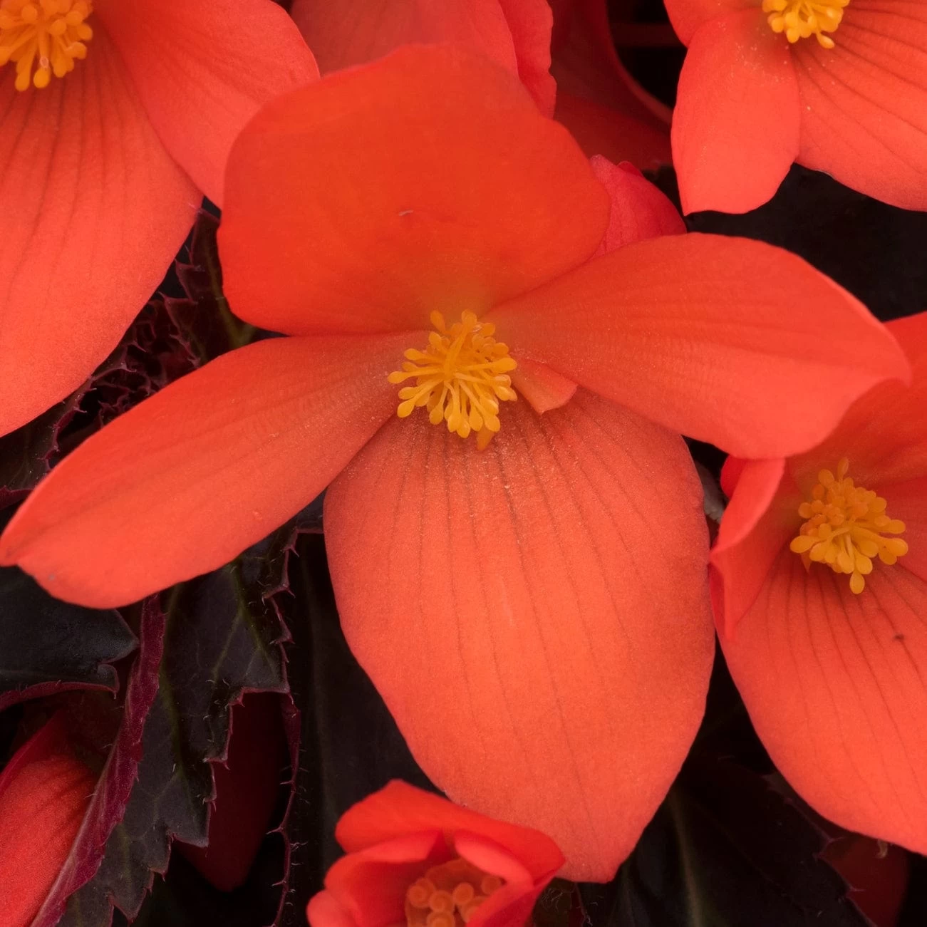 12 Annuals For Pots | The Waterloo Sunset Collection | Petunia, Dahlia & Begonia 8 12 Annuals For Pots | The Waterloo Sunset Collection | Petunia, Dahlia & Begonia - Image 6