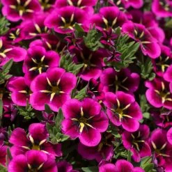12 Annuals For Hanging Baskets | The Dark Side Of The Moon Collection | Calibrachoa, Petunia & Dahlia 13 12 Annuals For Hanging Baskets | The Dark Side Of The Moon Collection | Calibrachoa, Petunia & Dahlia -Roots Plants AB0111 2 54af6409 6655 47aa aaac 99becddd428e