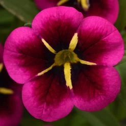 12 Annuals For Hanging Baskets | The Dark Side Of The Moon Collection | Calibrachoa, Petunia & Dahlia 12 12 Annuals For Hanging Baskets | The Dark Side Of The Moon Collection | Calibrachoa, Petunia & Dahlia -Roots Plants AB0111 5 e03dc071 f4fe 45b7 8763 f797d6ef1afb