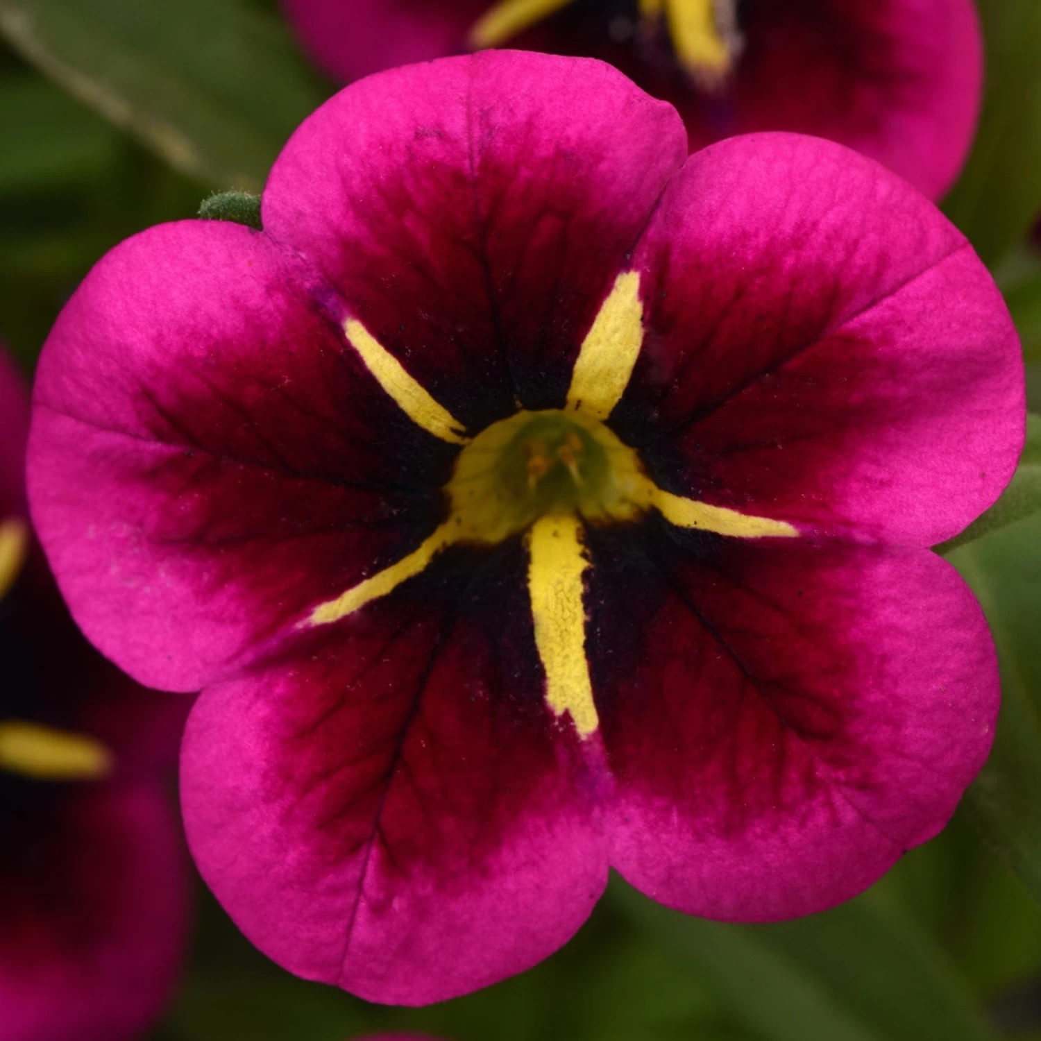 12 Annuals For Hanging Baskets | The Dark Side Of The Moon Collection | Calibrachoa, Petunia & Dahlia 6 12 Annuals For Hanging Baskets | The Dark Side Of The Moon Collection | Calibrachoa, Petunia & Dahlia - Image 4