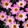 Dahlia 'Happy Days Pink' Jumbo Plug Plants -Roots Plants AB0116 2