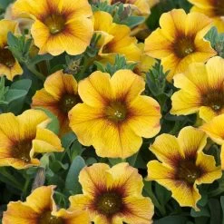 12 Annuals For Pots | The Waterloo Sunset Collection | Petunia, Dahlia & Begonia 11 12 Annuals For Pots | The Waterloo Sunset Collection | Petunia, Dahlia & Begonia -Roots Plants AB0135 5 d4a221e9 6679 4af5 bd27 c420f200752b