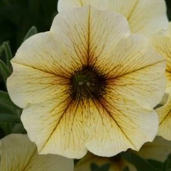 12 Annuals For Pots | The Summer Serenity Collection | Petunia, Bacopa & Dahlia -Roots Plants AB0136 1 87b76a68 6d5a 4e79 b271 07393745db73