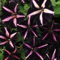 12 Annuals For Hanging Baskets | The Dark Side Of The Moon Collection | Calibrachoa, Petunia & Dahlia 15 12 Annuals For Hanging Baskets | The Dark Side Of The Moon Collection | Calibrachoa, Petunia & Dahlia -Roots Plants AB0137 3 816644ca fc56 4e51 b779 8d52539b8e7c