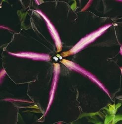 12 Annuals For Hanging Baskets | The Dark Side Of The Moon Collection | Calibrachoa, Petunia & Dahlia 14 12 Annuals For Hanging Baskets | The Dark Side Of The Moon Collection | Calibrachoa, Petunia & Dahlia -Roots Plants AB0137 4 cc5c2062 f44f 4f8e 985c 94b970dbd480