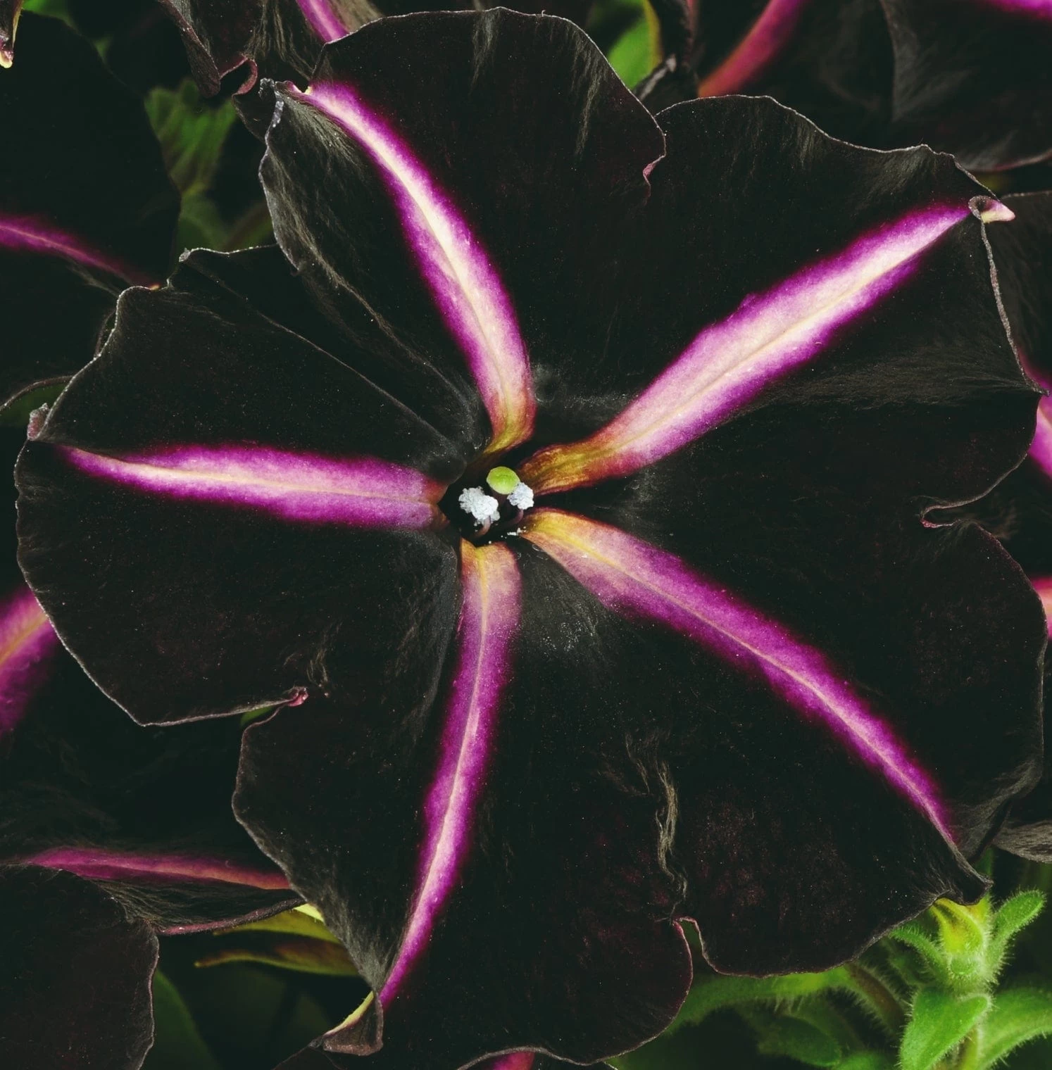 12 Annuals For Hanging Baskets | The Dark Side Of The Moon Collection | Calibrachoa, Petunia & Dahlia 8 12 Annuals For Hanging Baskets | The Dark Side Of The Moon Collection | Calibrachoa, Petunia & Dahlia - Image 6